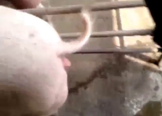 POV pig fuck scene with messy farm footage