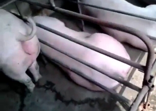 POV pig fuck scene with messy farm footage