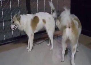 Zoo XXX with two dogs opting for HARD breeding