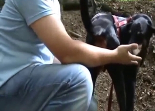 Doberman's tense pooper fingered by a zoophile