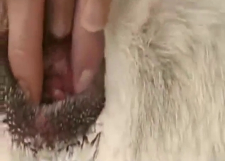 Bestiality sex scene with a dog-fucking stud