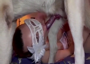 Zoophile firecracker gets her amateur vag fucked
