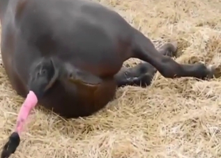 Strange zoophilic video that you will get off too