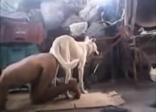 White dog fucks a horny dude on all fours