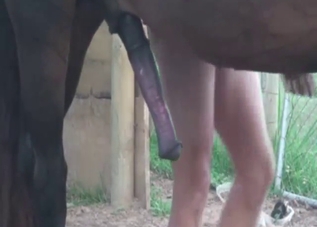 Every zoophile will love staring at horse dick
