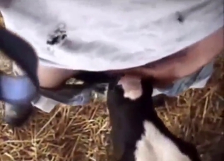 Dude's dick gets sucked by a nice, hot cow