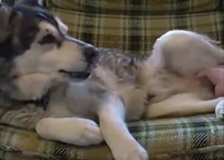 Dude is going to slide his dick in a Husky's hole