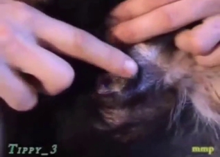 Dude drills a dog's pussy in the hottest ways