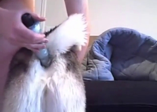 Sexy dog exposes its hole and the guy gapes