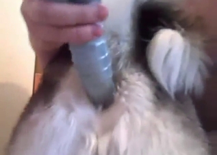 Sexy dog exposes its hole and the guy gapes