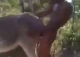 Guy uses his cock to dominate donkey hole