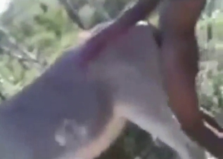 Guy uses his cock to dominate donkey hole