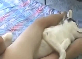 Dude fucks a submissive Husky with a tight hole