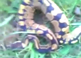 Bestiality is not happening in this one, no doubt