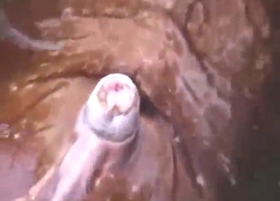 Walrus with a hard penis shows off its dong