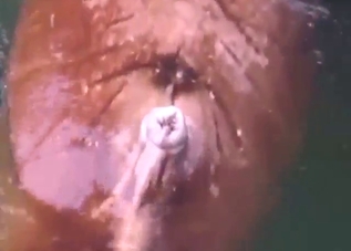 Walrus with a hard penis shows off its dong