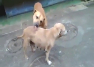 Thirsty animals fucking each other outdoors