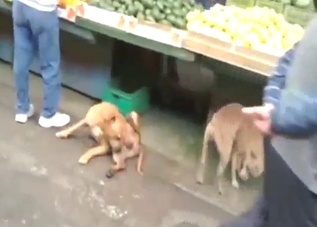 Thirsty animals fucking each other outdoors