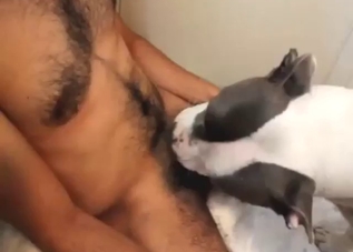 Hairy guy with a nice dick fucking a dog's mouth