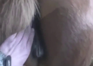mare pussy being used for real pleasure today
