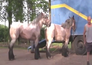 Stallion in a zoo XXX scene with twisted banging