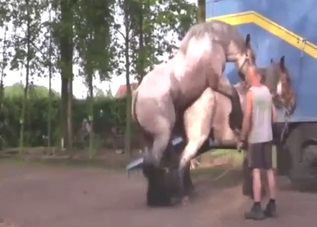 Stallion in a zoo XXX scene with twisted banging