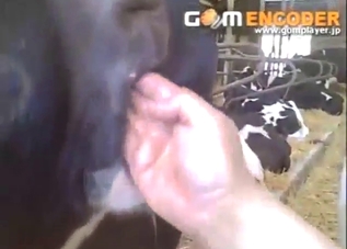 Cow fist fuck scene with a guy thrusting hard