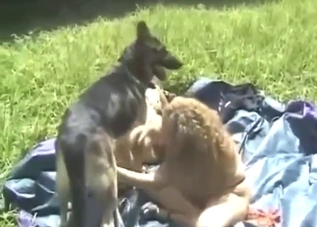 German Shepherd fucking lezzies with passion
