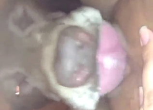 Pussy of a zoophile cleaned by a sexy beast