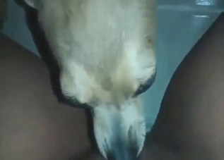 Good-looking animal gets in there in a hot vid