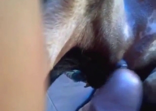 Dude enjoys close-up penetration with a beast