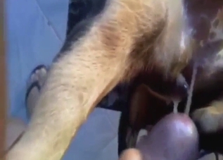 Dude enjoys close-up penetration with a beast