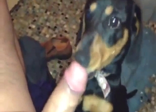 Sloppy POV blowjob from a dog for a horny dude