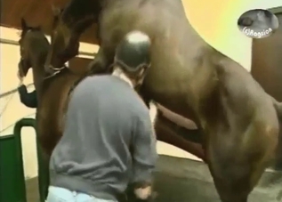 Two horses should be allowed to mate (zoo XXX)