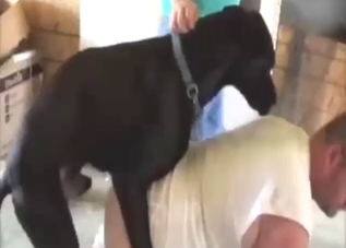 Black dog doggystyle banging a guy on all fours