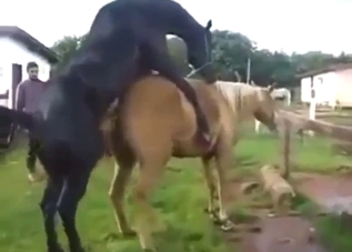 Black stallion fucking a brown mare real deep