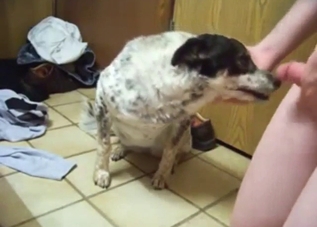 Anal fingering for a sexy dog that needs pleasure