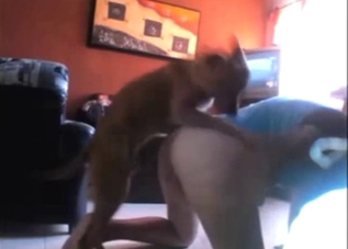 Brown dog fucking a regular lady on webcam