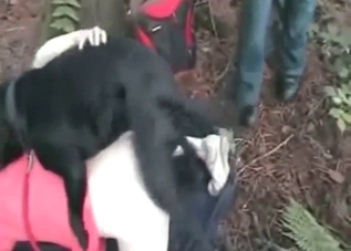 Colorfully dressed lady takes it on all fours