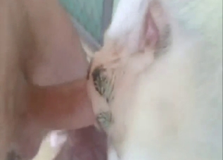 Creampie for a slutty white beast that needs D