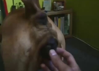 Dude makes out with his dog's pussy prior to sex