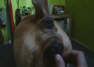 Dude makes out with his dog's pussy prior to sex