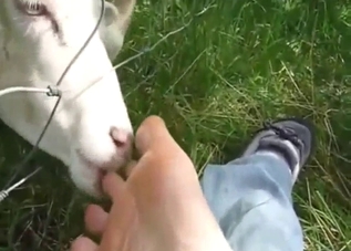 Sheep foot fetish scene with POV licking in HD