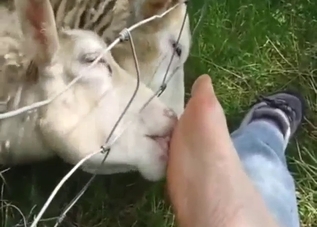 Sheep foot fetish scene with POV licking in HD