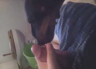 Small black hound licking all over the guy's cock