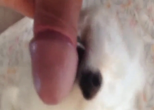Guy is going to let the dog lick the dick in POV