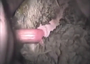 Sheep fuck scene with a slutty animal taking it