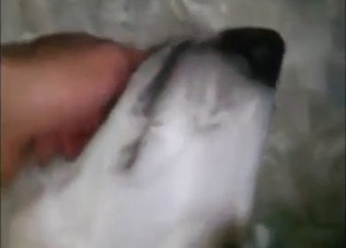 Punishing dog pussy stretch with a horny guy