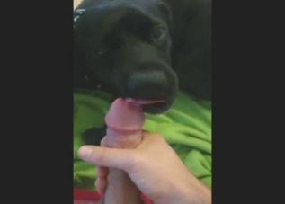 Sexy guy shows his hard dick and gets the dog off