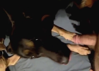 Sexy animal wants to be filled up during hard sex